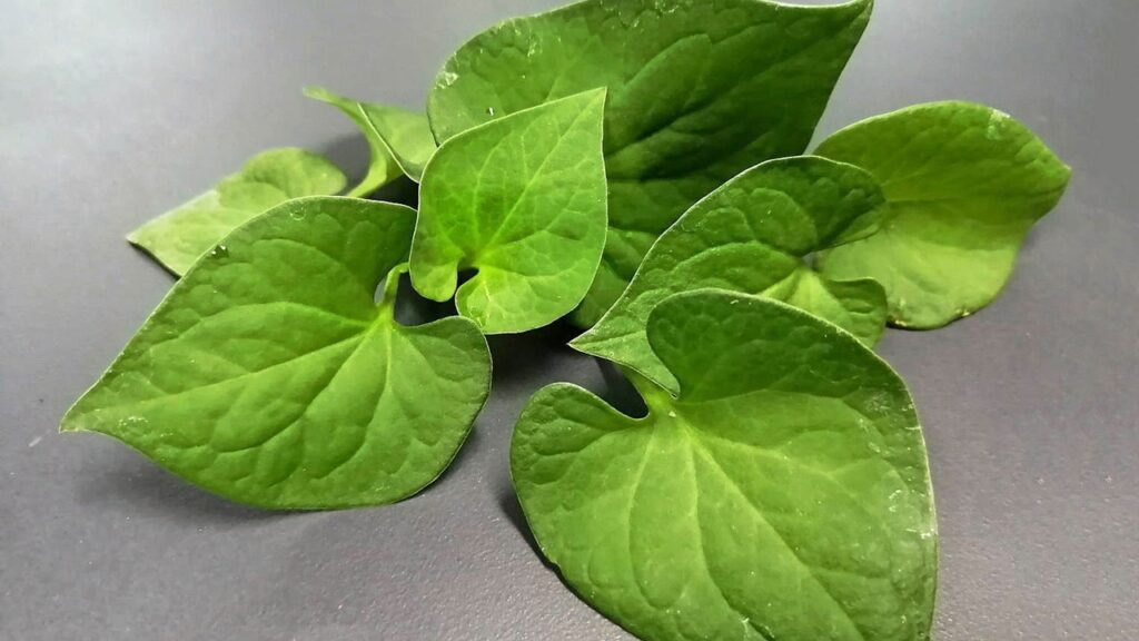 ภาพของใบ พลูคาว (Houttuynia cordata) ซึ่งเป็นสมุนไพรที่มีสรรพคุณทางยาและนิยมใช้ในหลายรูปแบบ เช่น การรับประทานสด ต้มเป็นชา หรือใช้ในผลิตภัณฑ์เสริมอาหาร