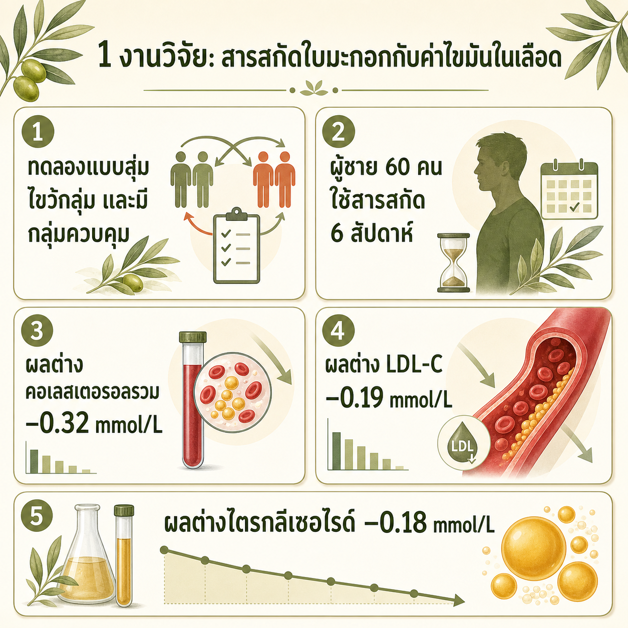 อินโฟกราฟิกสรุปงานวิจัยสารสกัดใบมะกอกที่มี hydroxytyrosol ต่อไขมันในเลือด