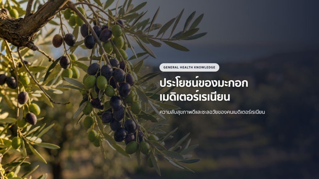 ประโยชน์ของมะกอกและสารสกัดใบมะกอก: ความลับสุขภาพดี ชะลอวัยของคนเมดิเตอร์เรเนียน